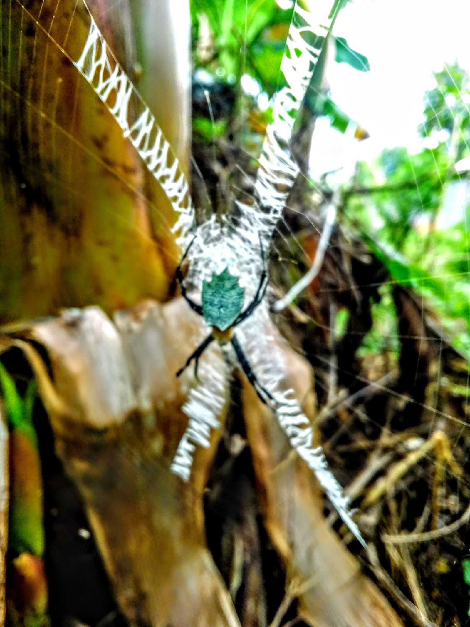 itel W5504 sample photo. Spider, nature, animal photography