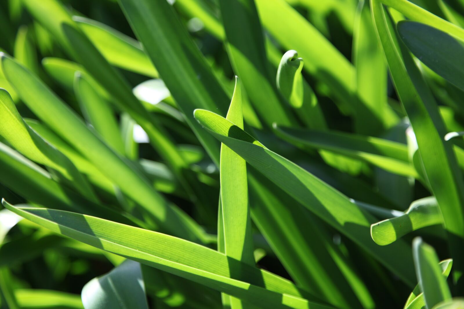 Canon EOS 5D Mark II sample photo. Grass, green, nature photography