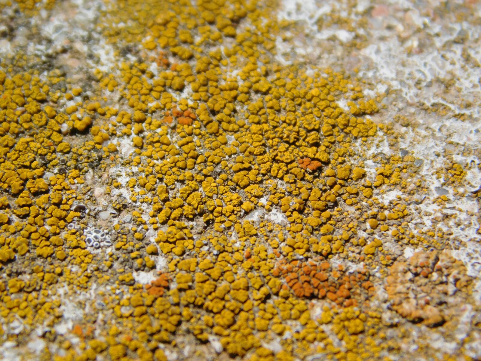 Nikon Coolpix L840 sample photo. Lichen, stone, nature photography