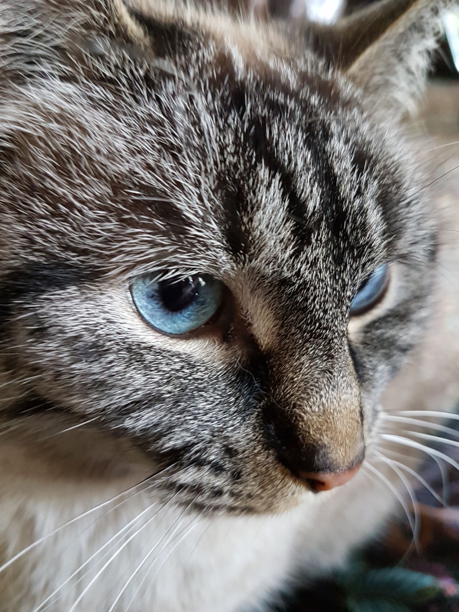 Samsung Galaxy S7 Edge sample photo. Cat, blue eyes, portrait photography