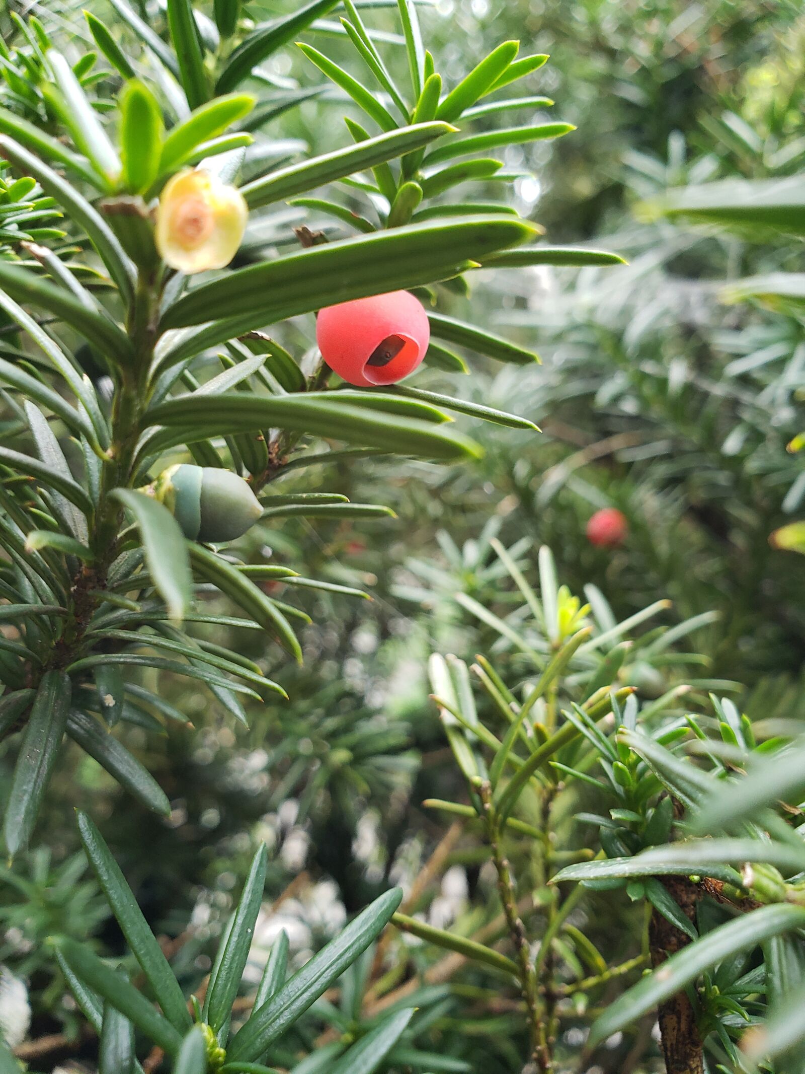 Samsung Galaxy S9 sample photo. Flower, plant, vegan photography