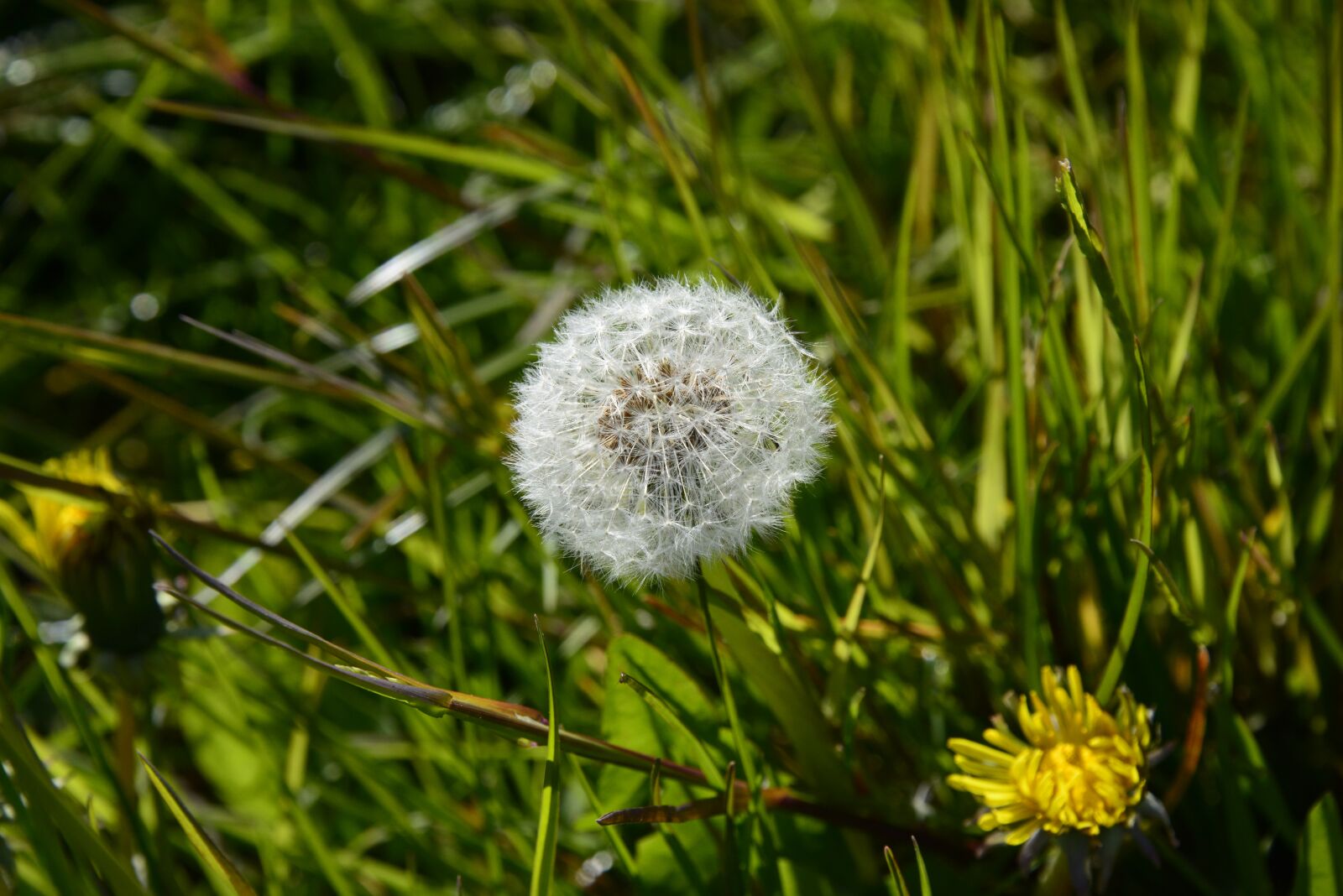 Nikon D800 sample photo. Dandelion, lint, nature photography