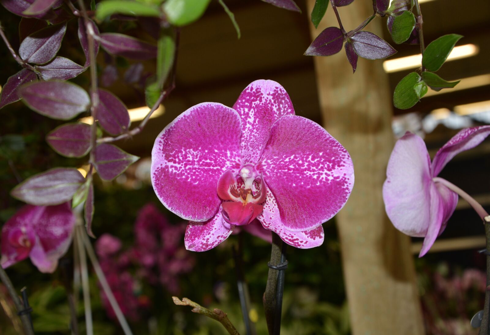 Nikon D5200 sample photo. Flower, plant, orchid photography