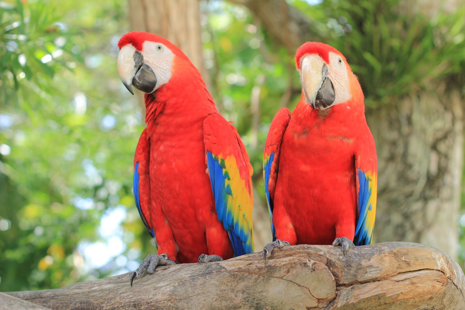 Canon EOS 550D (EOS Rebel T2i / EOS Kiss X4) sample photo. Parrot, scarlet macaw, ave photography