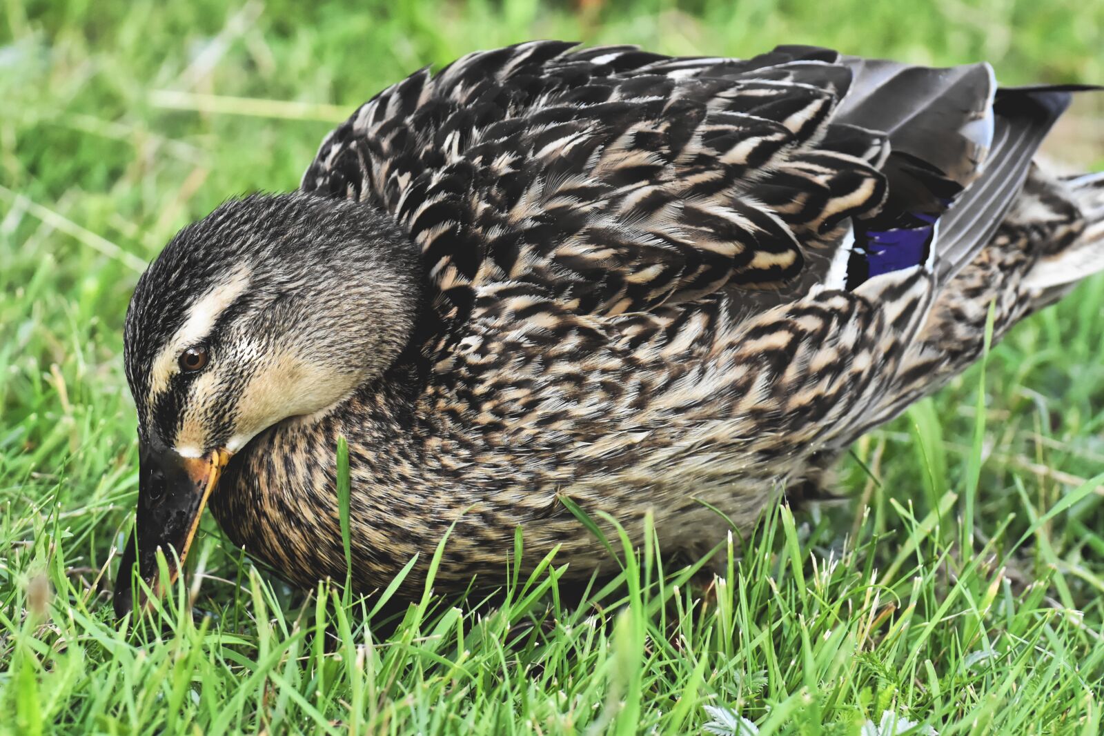 Nikon D7200 sample photo. Mallard, poultry, bird photography