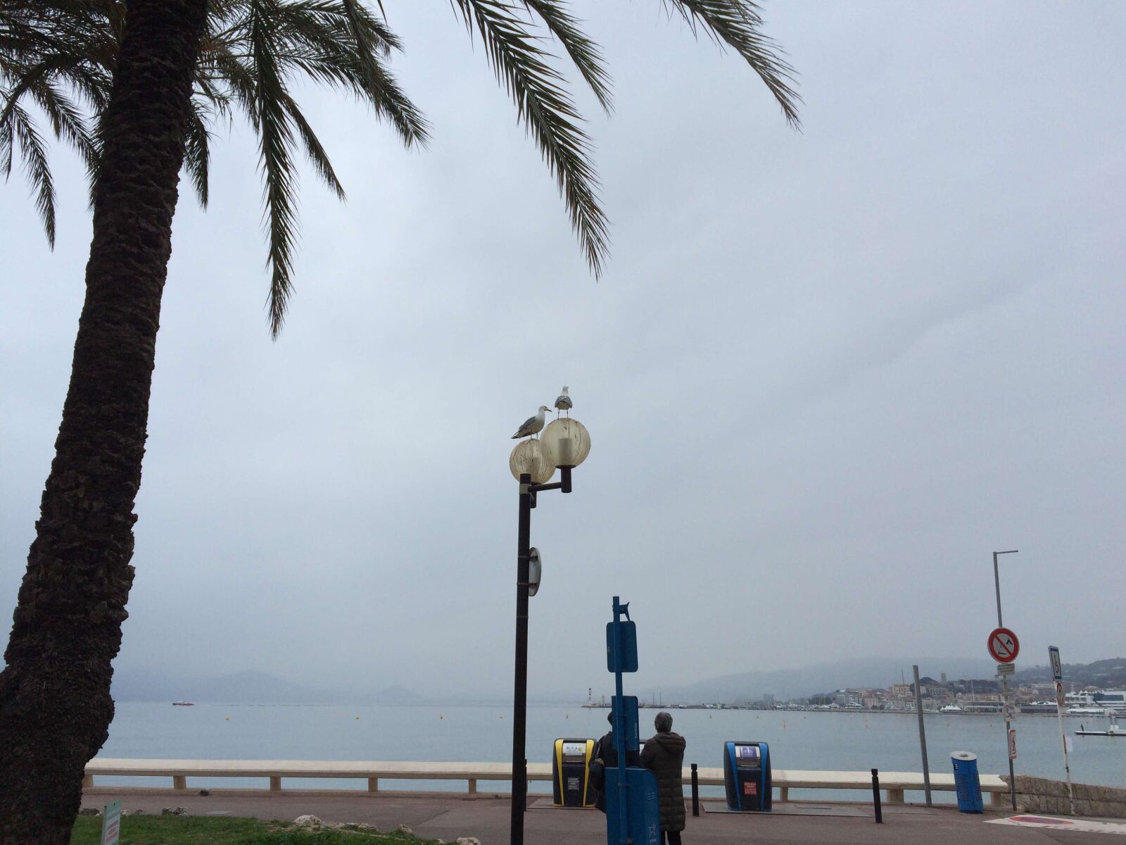 iPhone 5s back camera 4.15mm f/2.2 sample photo. French riviera, cannes, nature photography