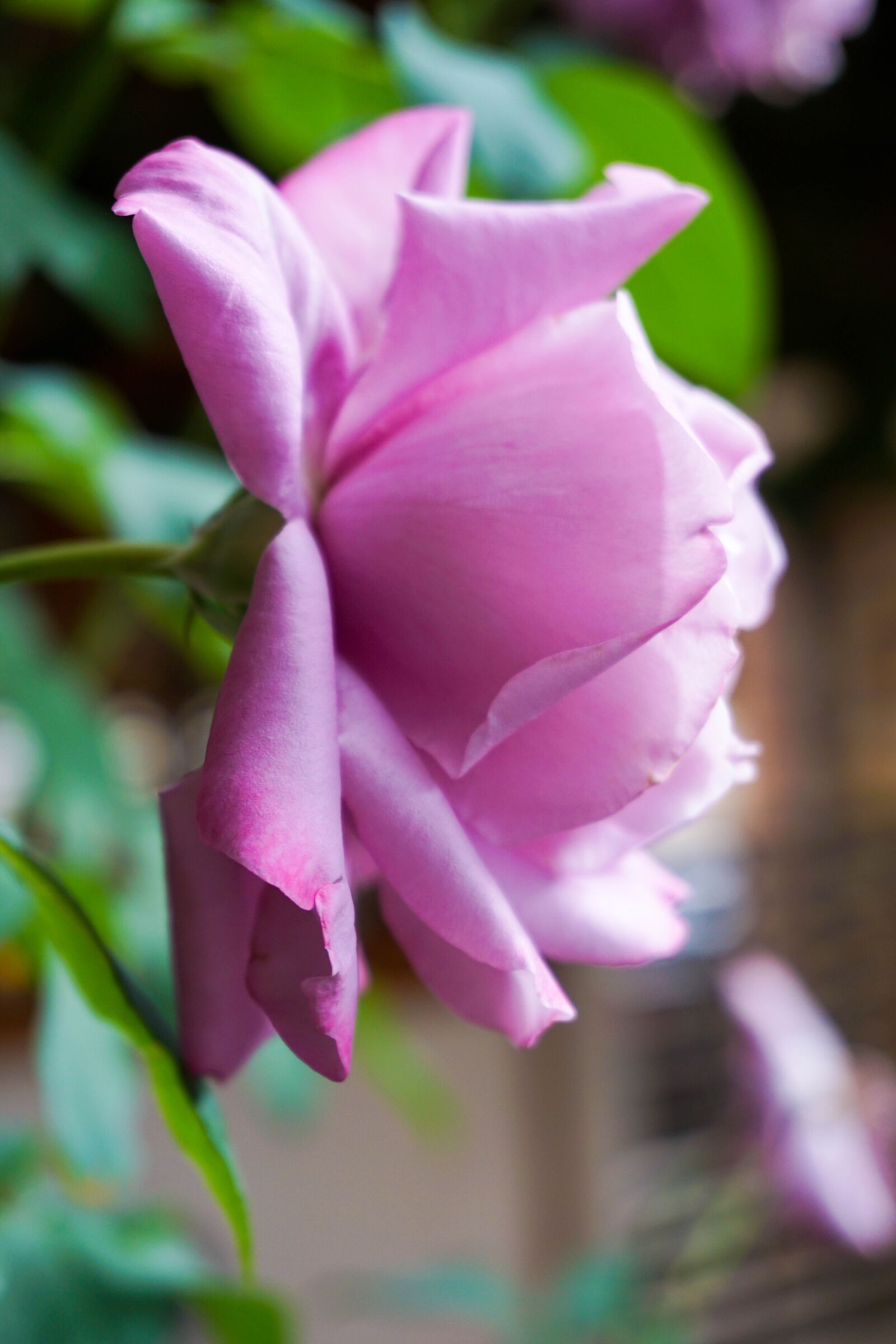 Sony a6000 sample photo. Roses, pink, petal photography