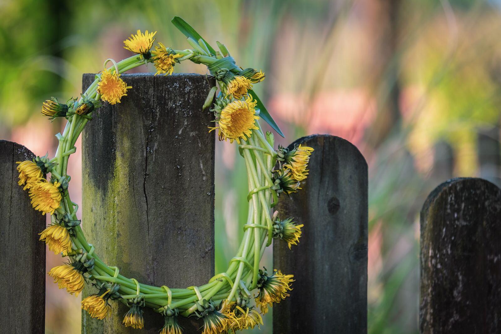 Fujifilm X-T10 sample photo. Dandelion, wreath, bound photography