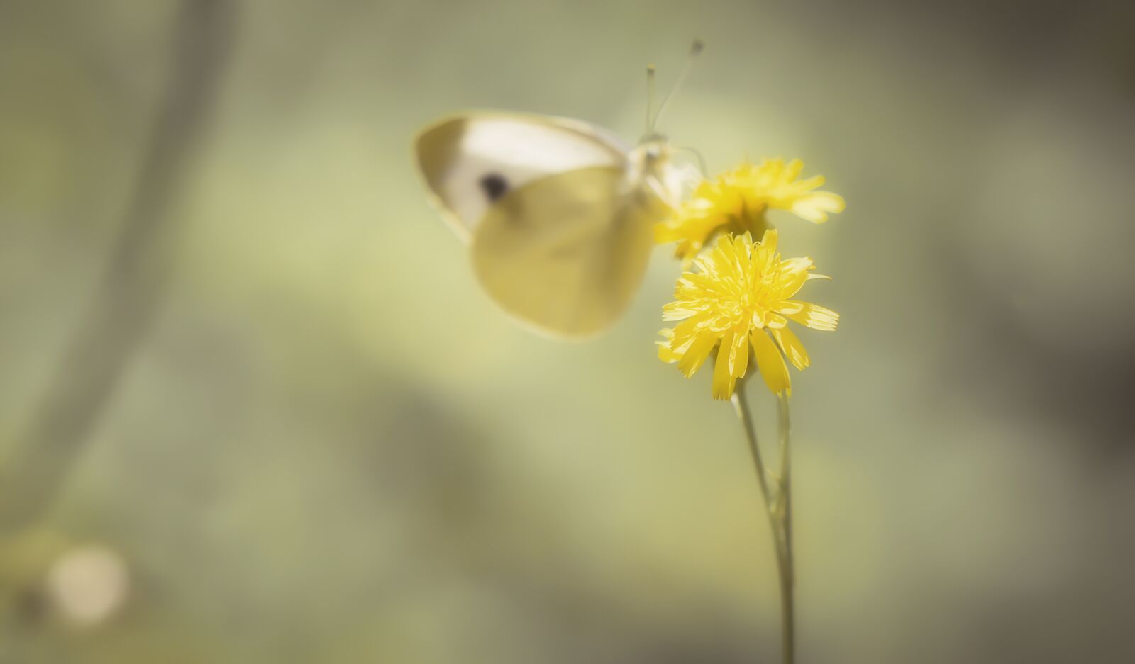 Nikon D7200 sample photo. Butterfly, white ling, insect photography