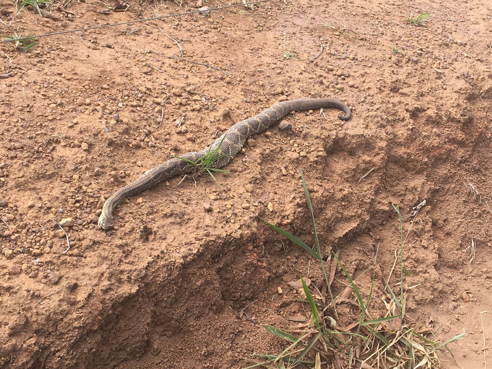 Apple iPhone 6s sample photo. Rattlesnake, poison heart, nature photography