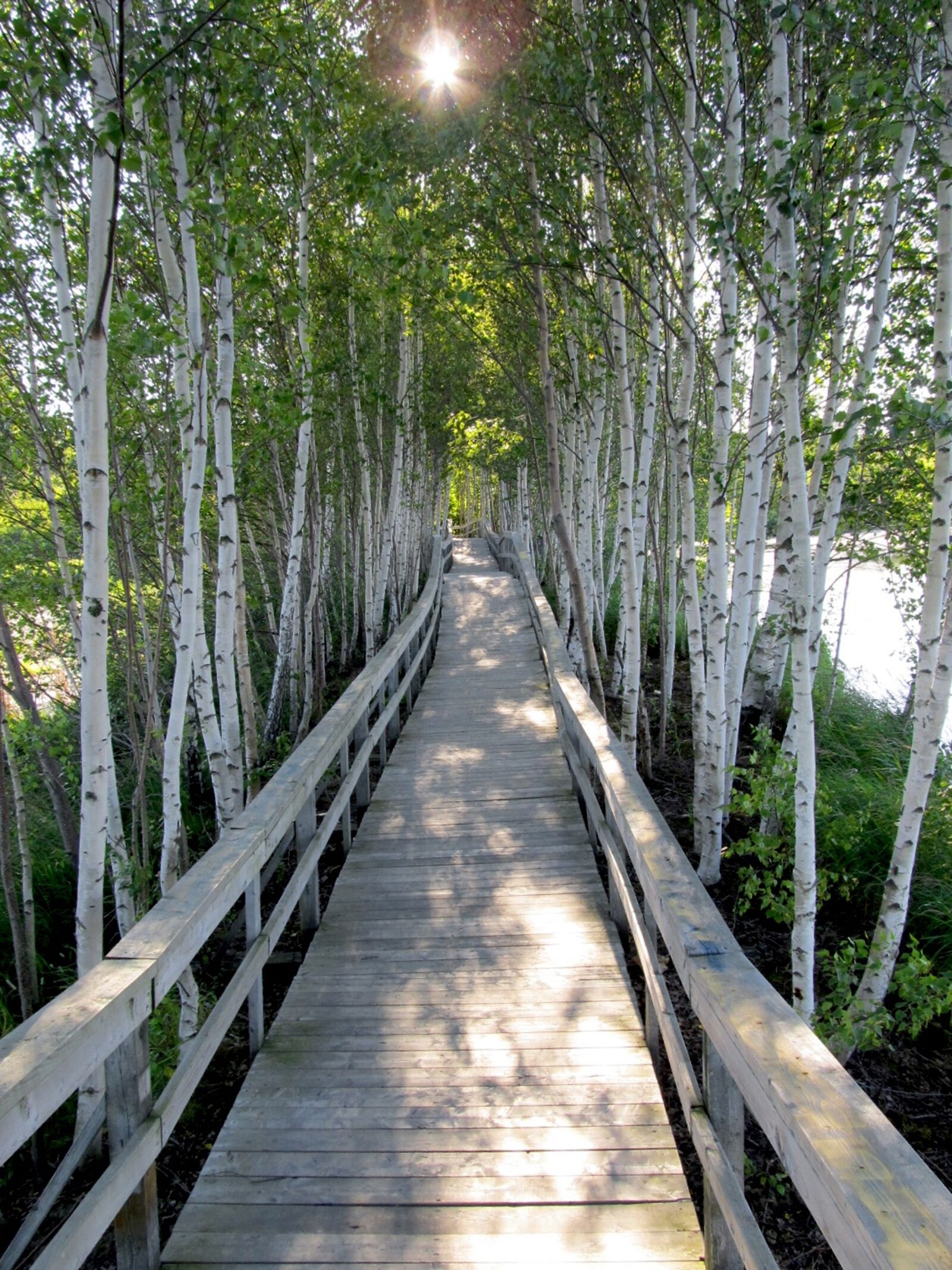 Canon PowerShot SX130 IS sample photo. Trees, boardwalk, planks photography
