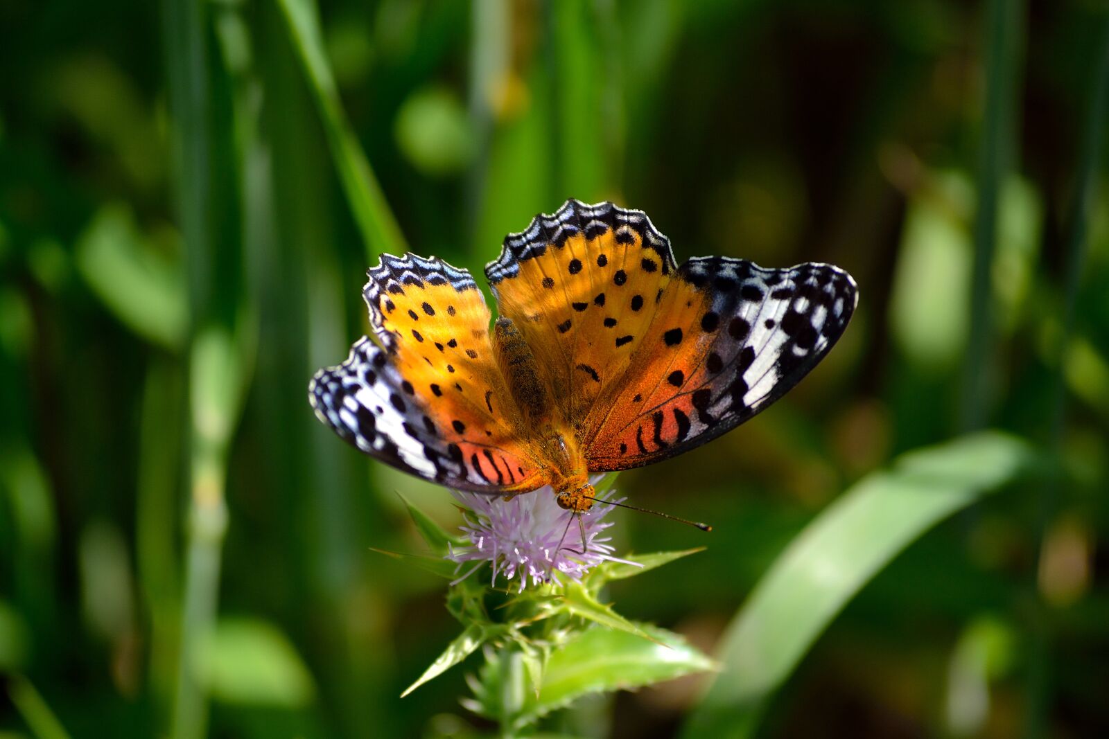 Nikon D3100 sample photo. Butterfly, natural, macro photography