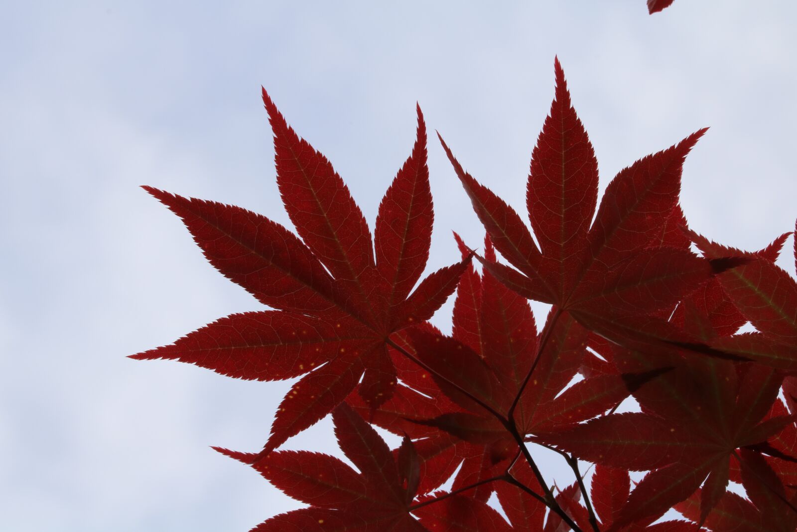 Canon EOS 750D (EOS Rebel T6i / EOS Kiss X8i) sample photo. Autumn leaves, red, plants photography