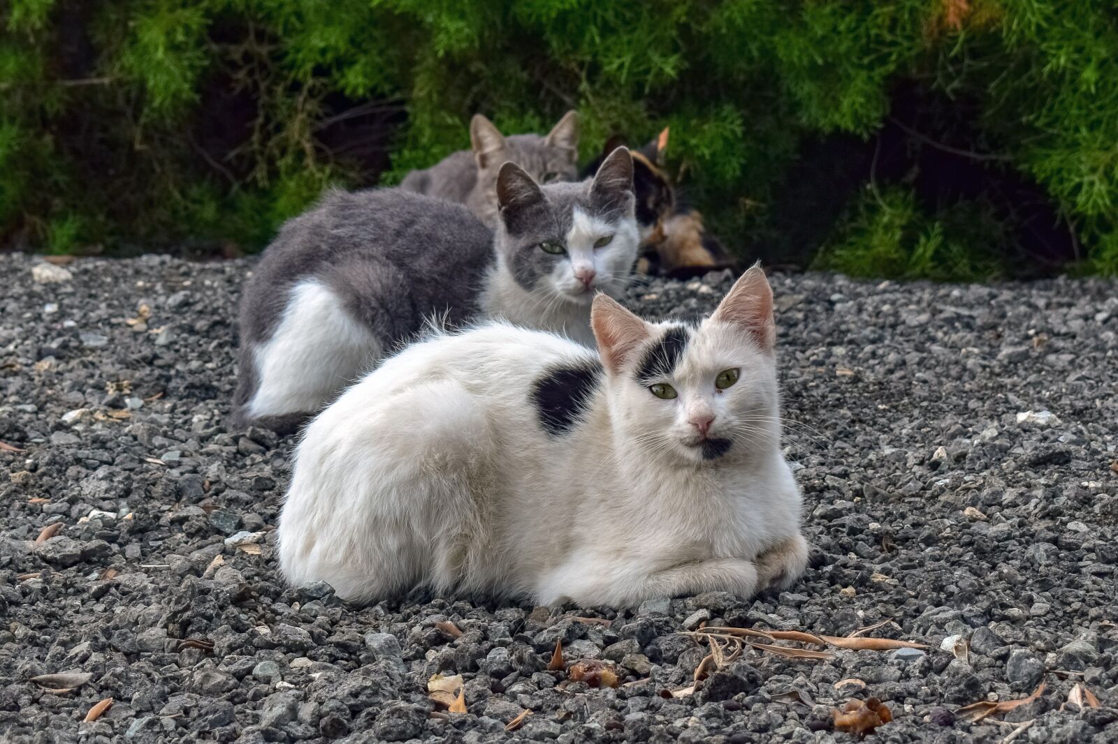 Nikon D3300 sample photo. Cats, looking, mean photography