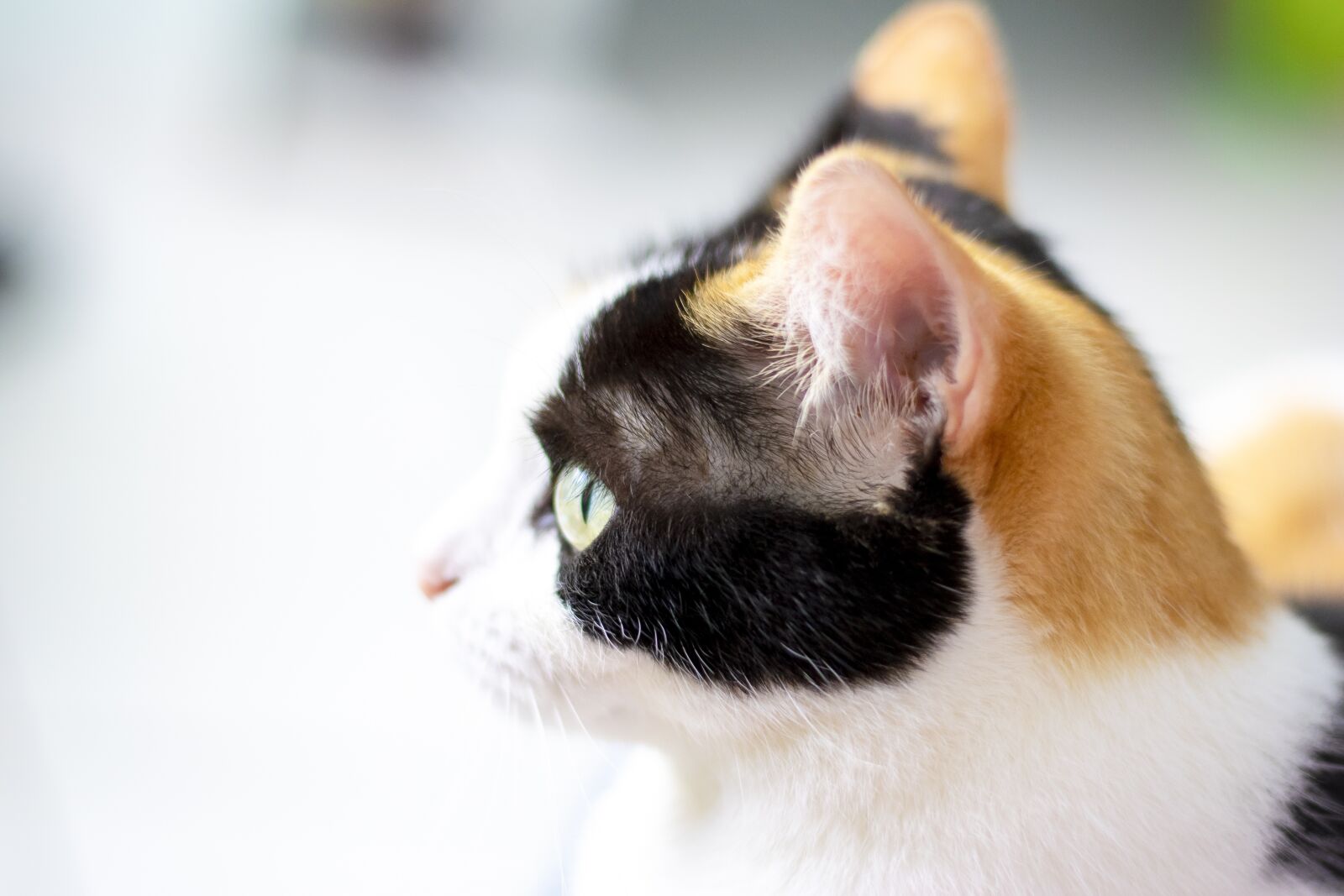 Nikon D5300 sample photo. Cat, kitten, feline photography