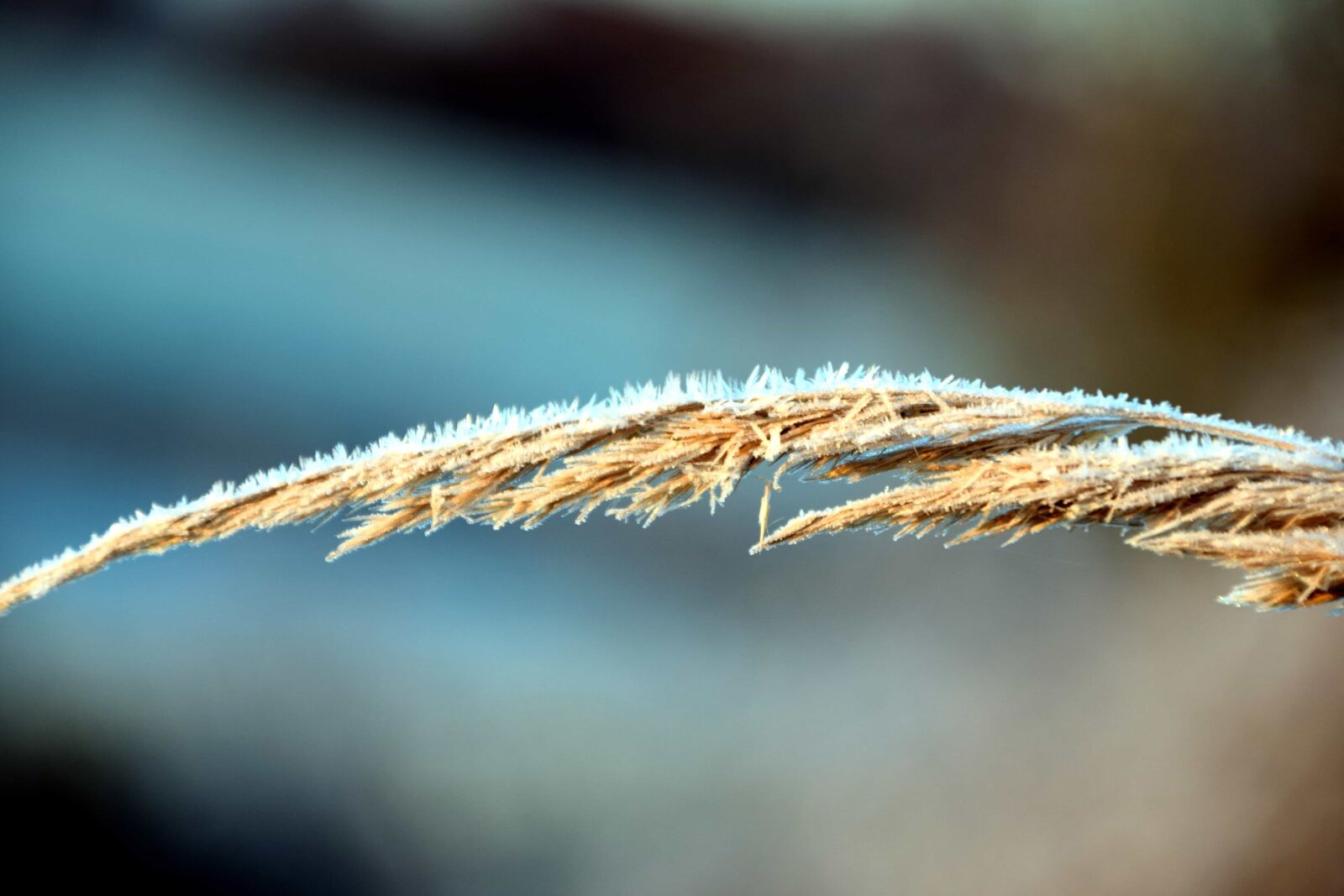 Nikon D3300 sample photo. Cane, plant, nature, cold photography