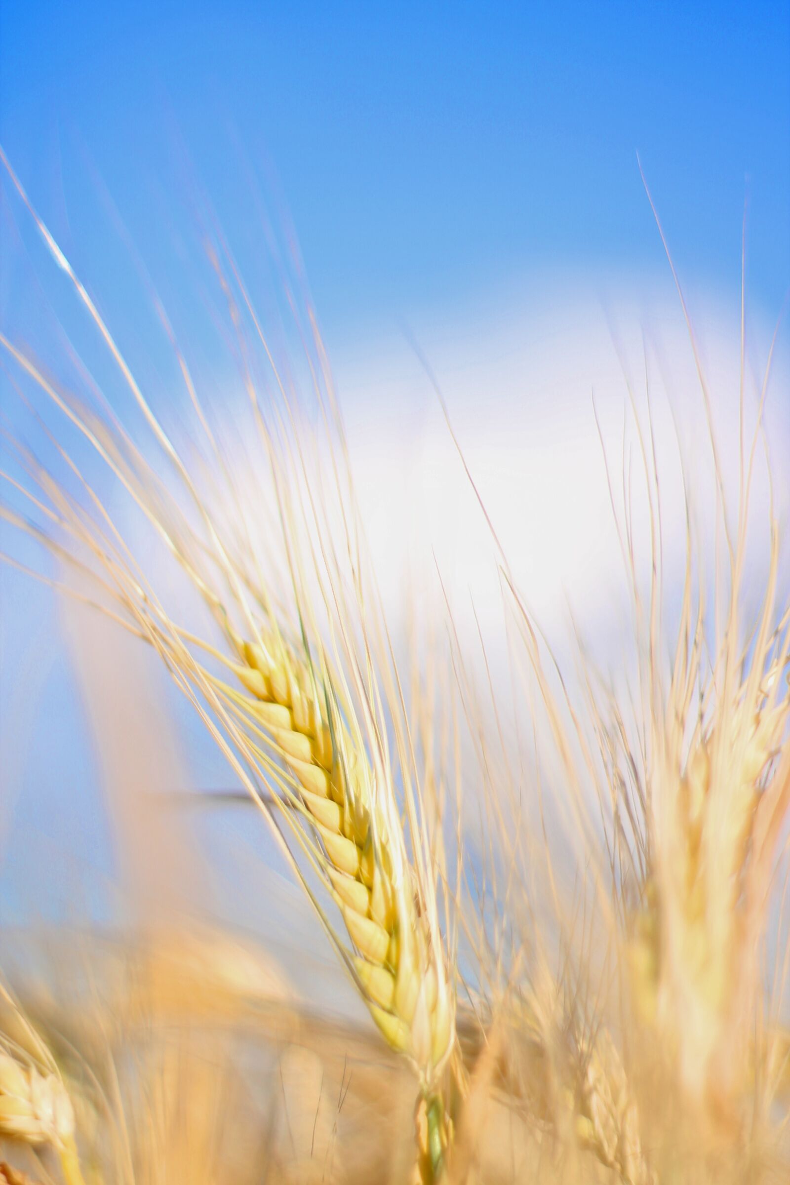 Canon EOS 1100D (EOS Rebel T3 / EOS Kiss X50) sample photo. Wheat, field, sky photography