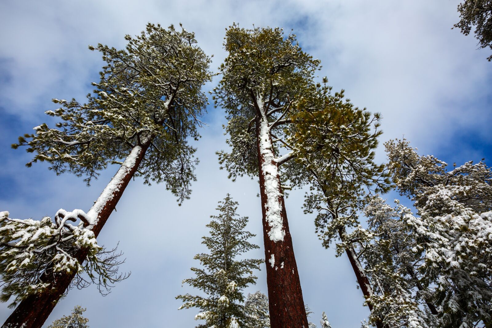 Canon EF 16-35mm F2.8L II USM sample photo. Redwood, tree, winter photography