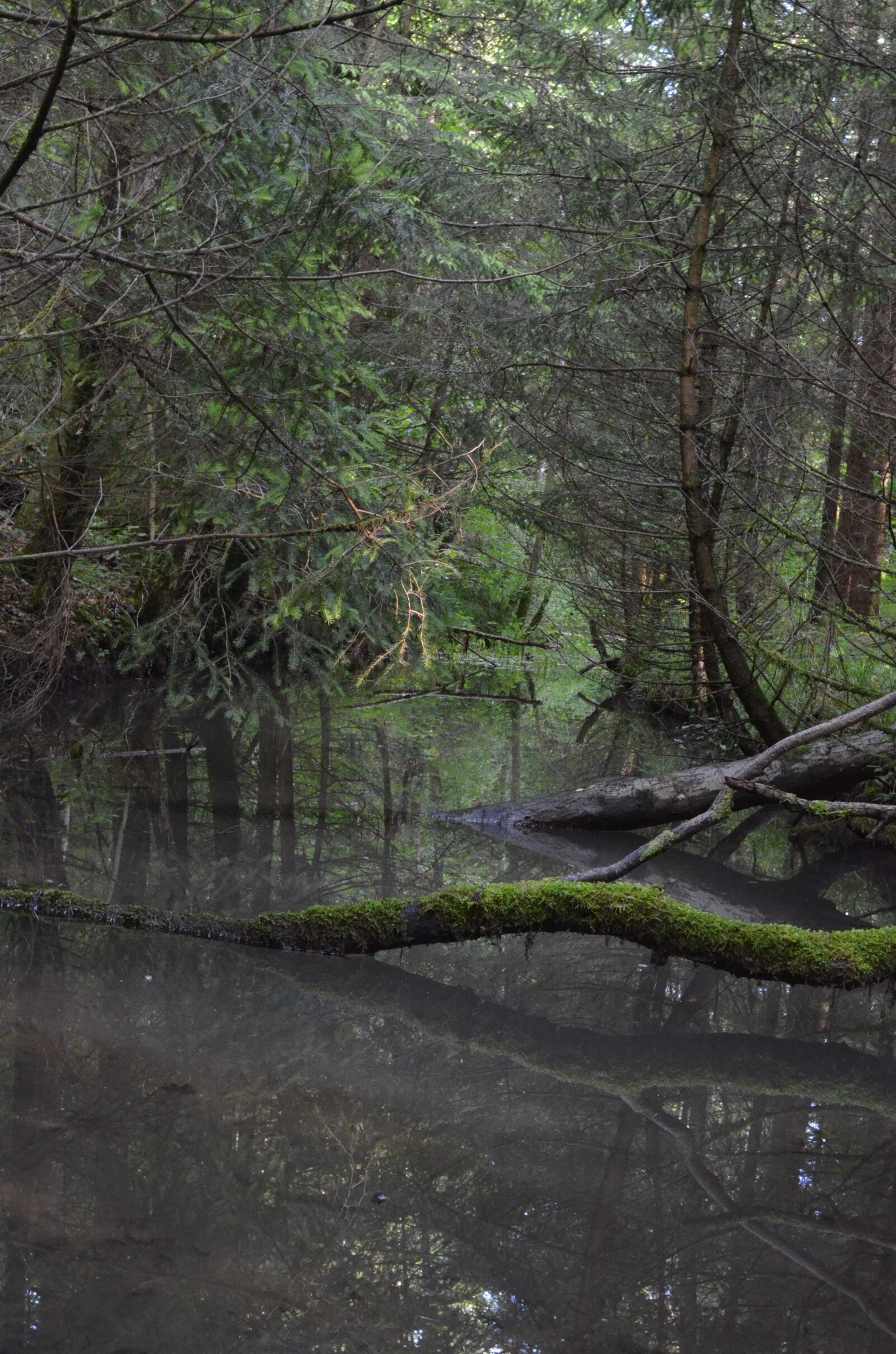 Nikon D5100 sample photo. Forest, river, landscape photography