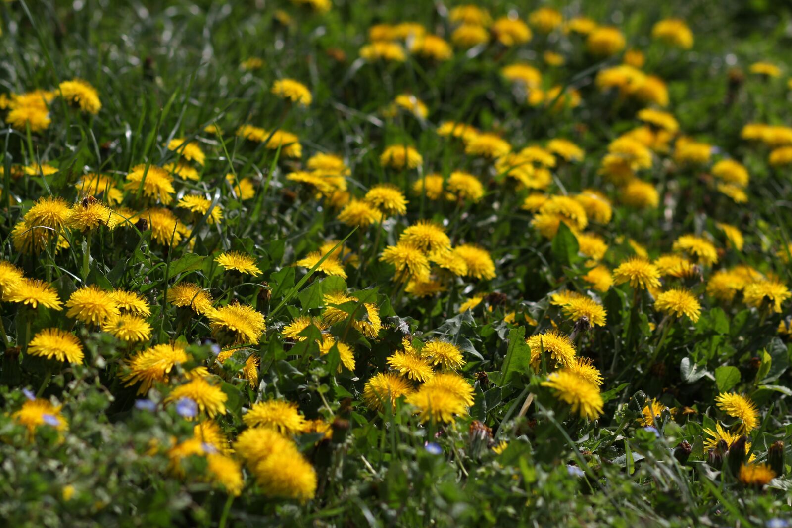 Canon EOS 700D (EOS Rebel T5i / EOS Kiss X7i) + Canon EF 85mm F1.8 USM sample photo. Dandelion, yellow, flower photography