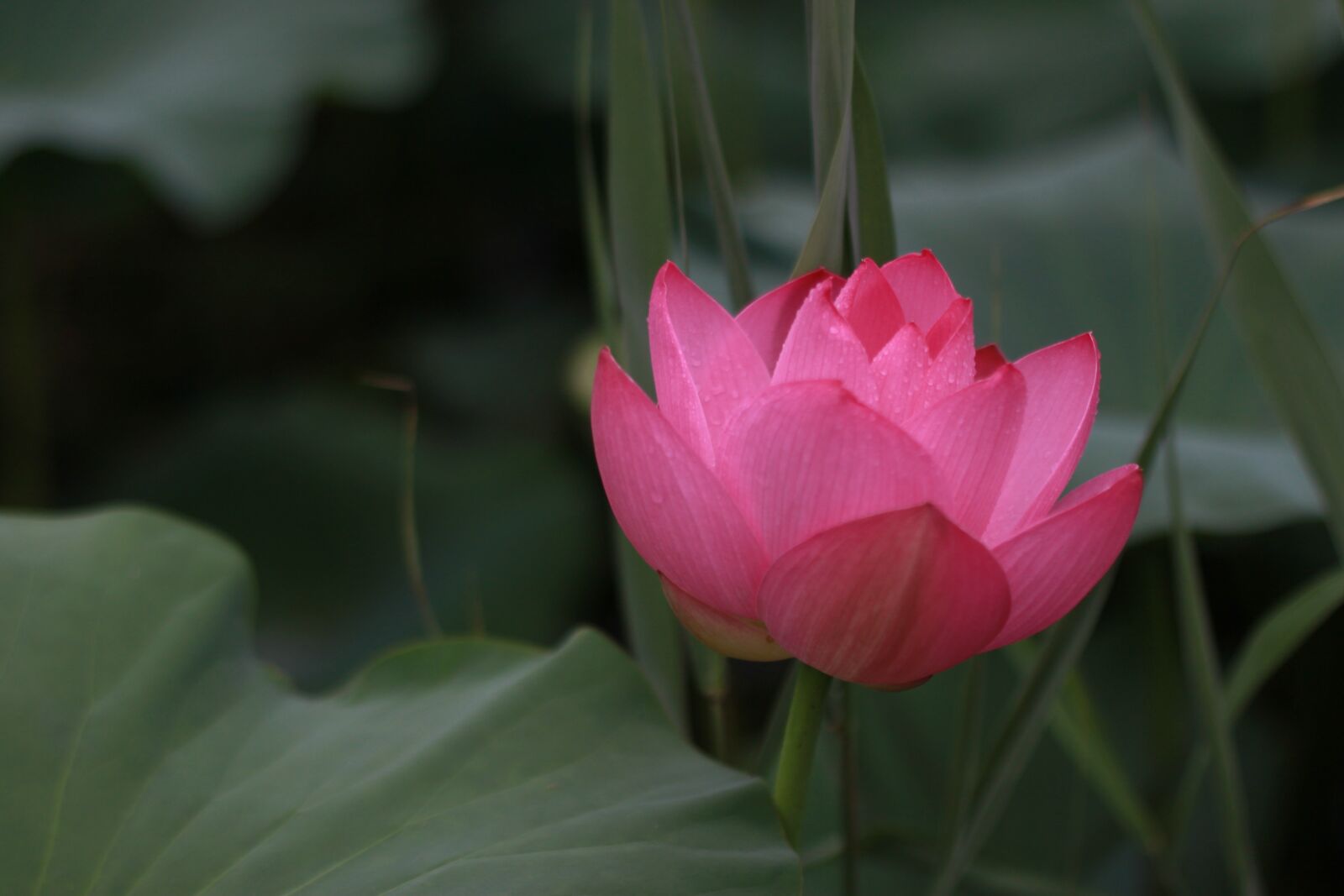 Canon EOS 500D (EOS Rebel T1i / EOS Kiss X3) sample photo. Kite, lotus, water lilies photography