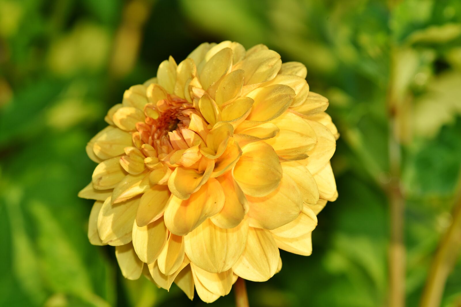 Nikon D7200 sample photo. Dahlia, dahlias bud, flower photography