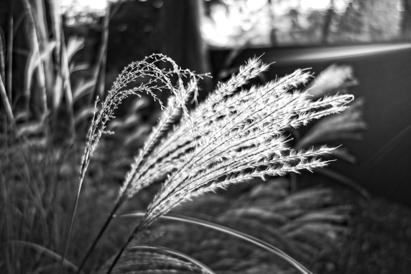 Sony Cyber-shot DSC-RX100 sample photo. Pampas grass, plant, plume photography