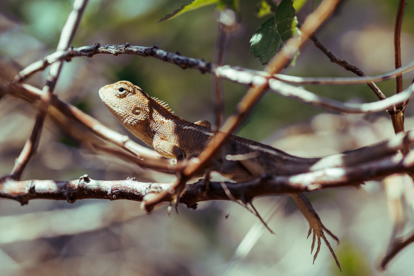 Tamron SP 90mm F2.8 Di VC USD 1:1 Macro sample photo. Animals, nature, natural photography