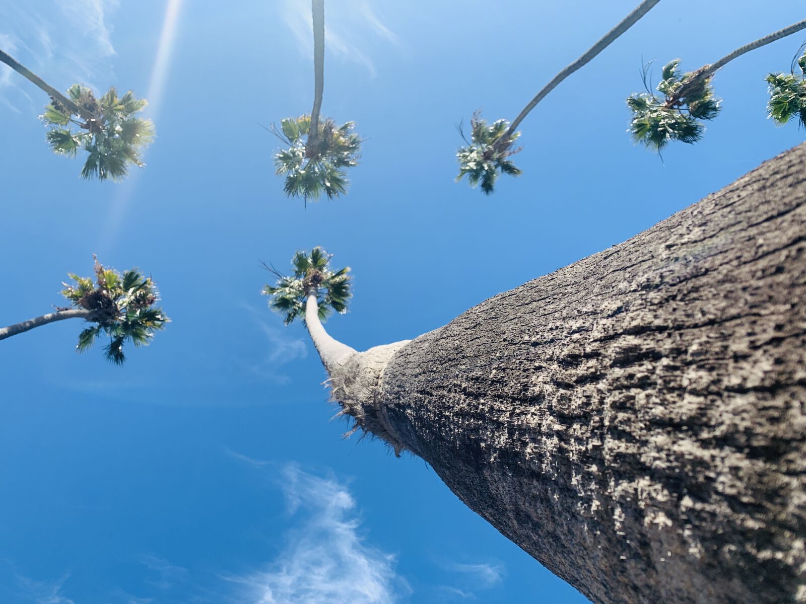 iPhone XR back camera 4.25mm f/1.8 sample photo. Palm trees, blue sky photography
