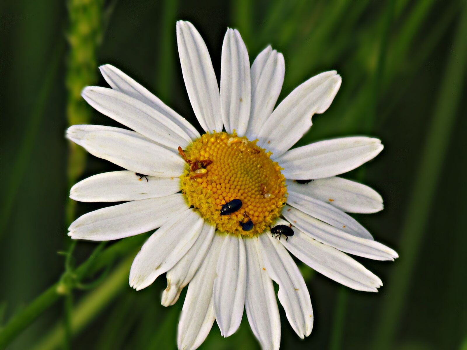 Canon PowerShot SX30 IS sample photo. Flower, chamomile, meadow photography