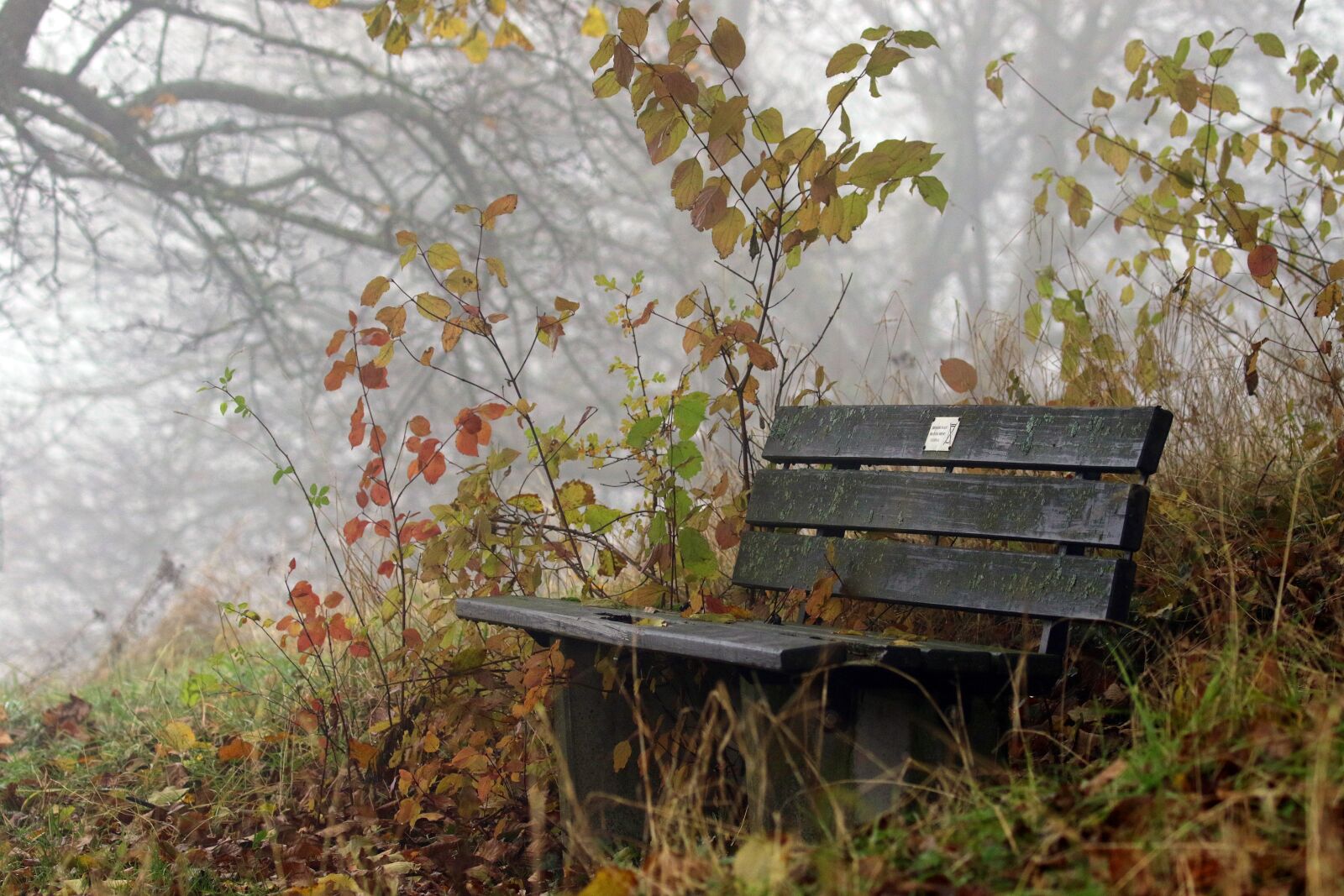Canon EOS 7D Mark II sample photo. Autumn, bank, fog photography