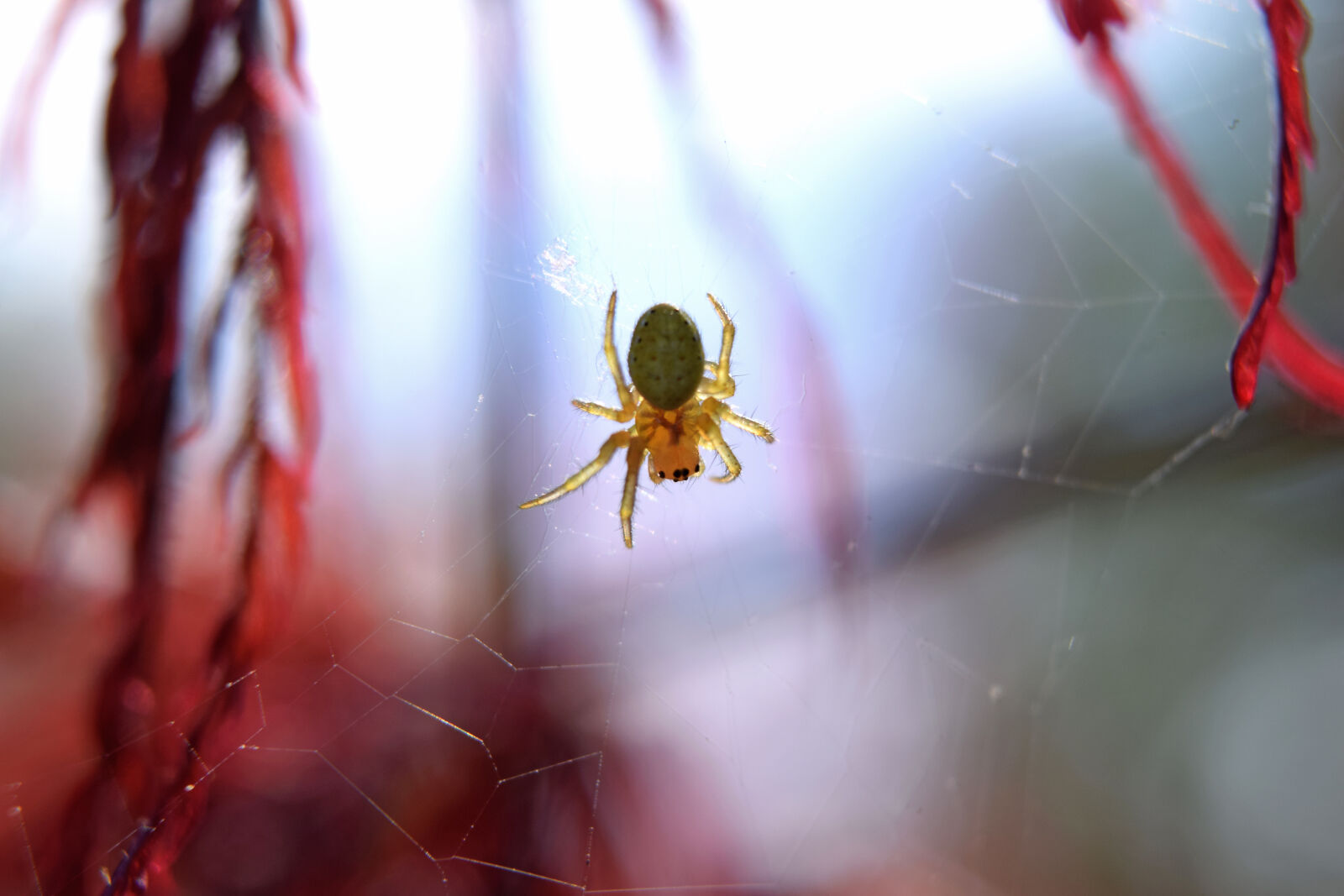 Nikon D3300 sample photo. Spider, spring photography