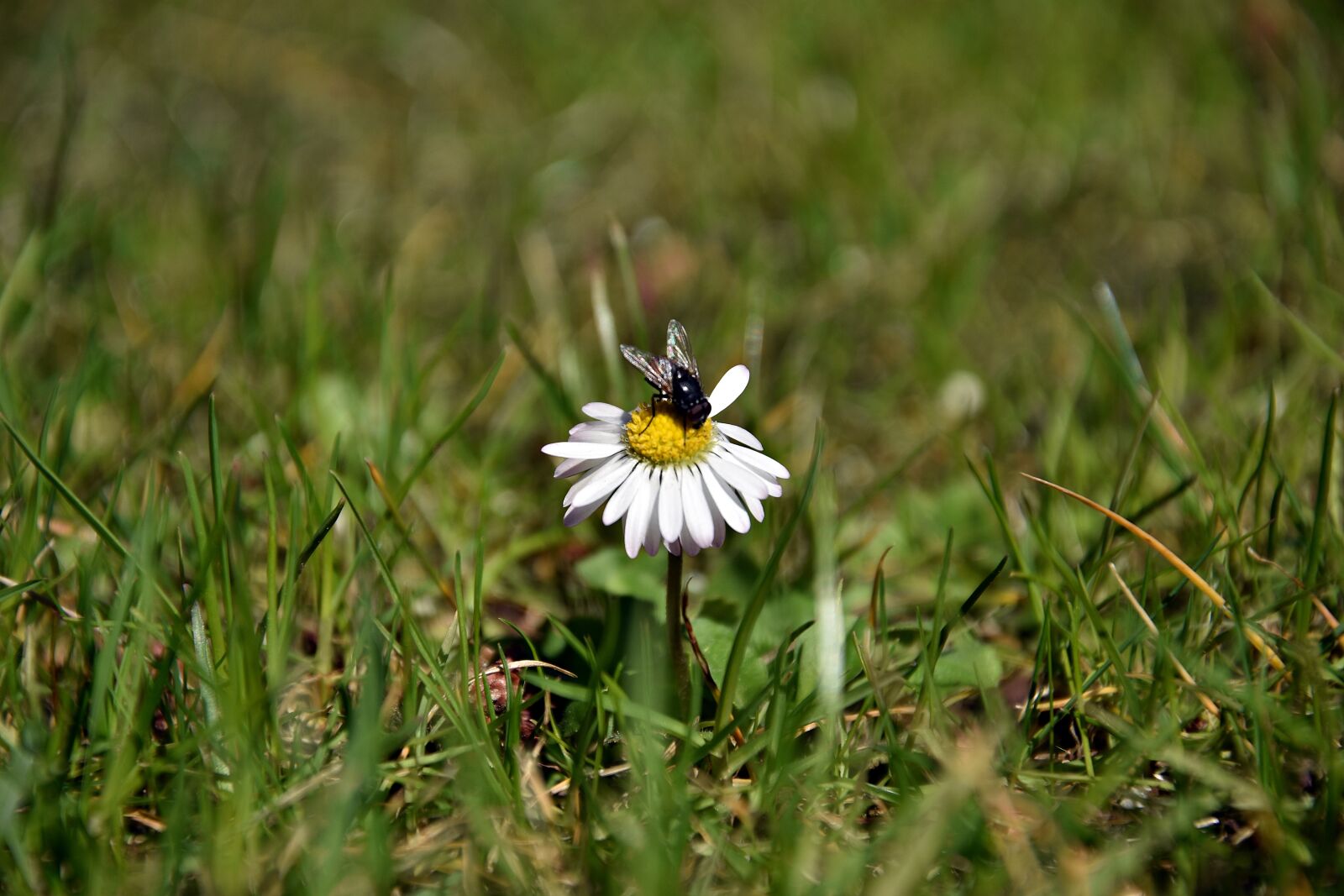 Nikon D3400 sample photo. Nature, grass, plant photography