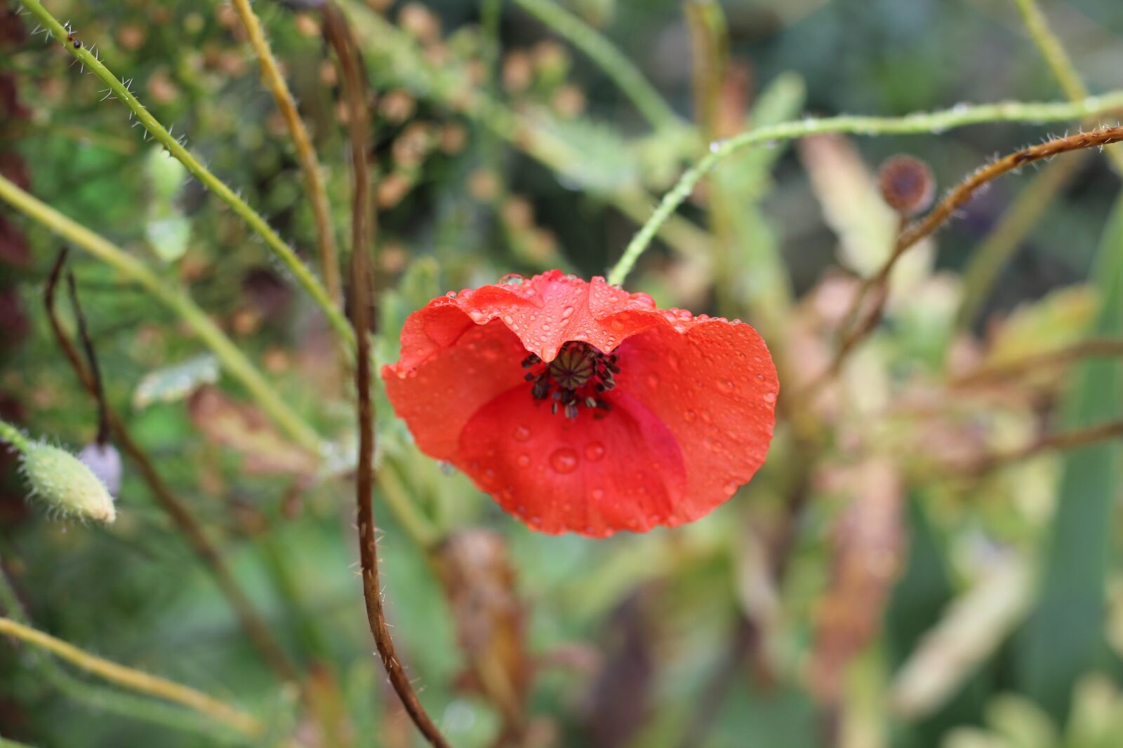 Canon EOS 1200D (EOS Rebel T5 / EOS Kiss X70 / EOS Hi) sample photo. Red, poppy, flower photography