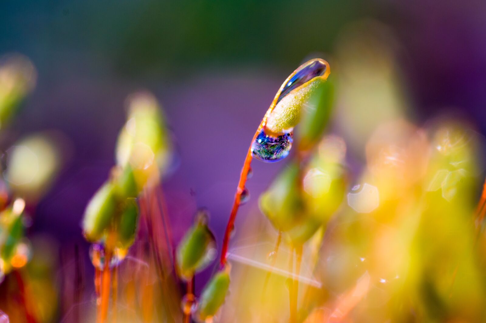 Pentax KP sample photo. Nature, plant, blossom photography