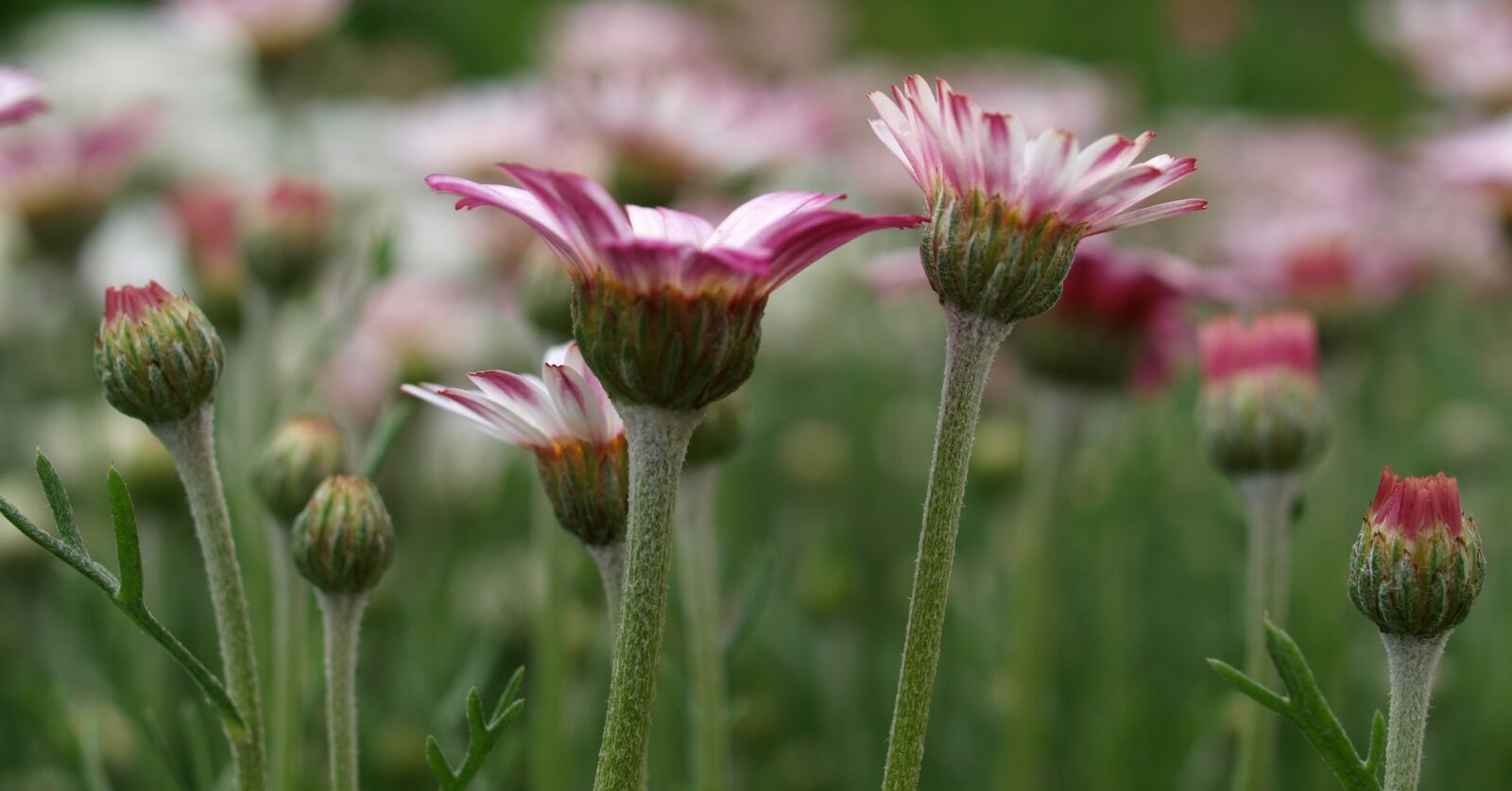 Olympus E-520 (EVOLT E-520) sample photo. Flower, flora, nature photography
