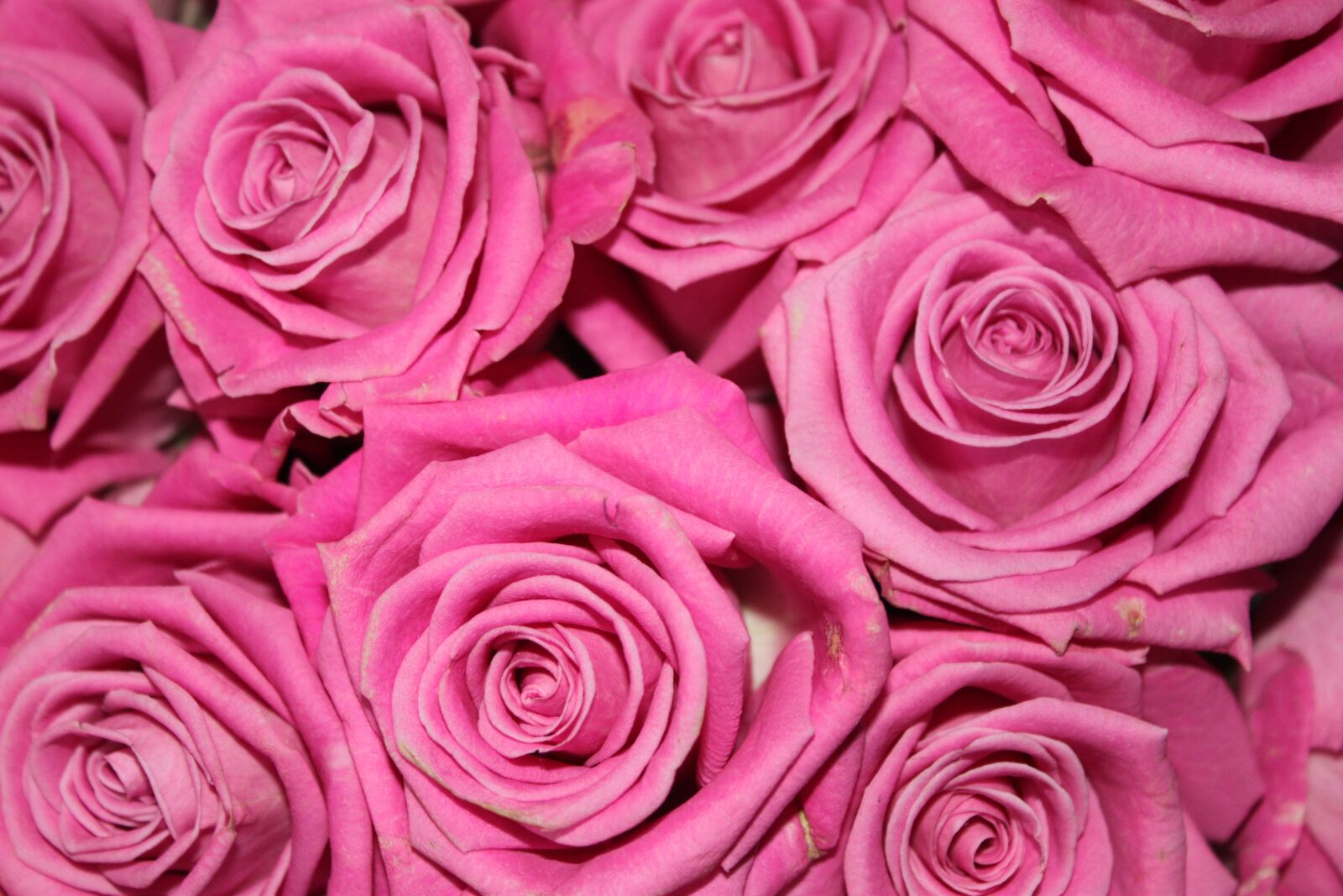 Canon EOS 500D (EOS Rebel T1i / EOS Kiss X3) sample photo. Roses, flowers, pink rose photography