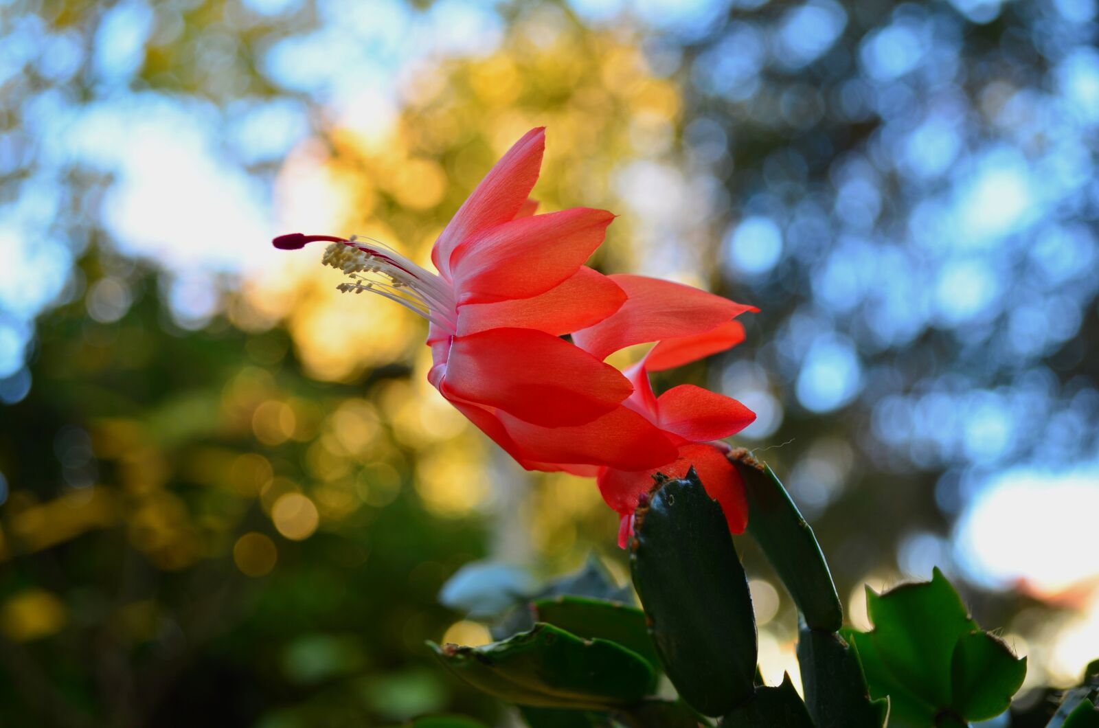 Nikon D5100 sample photo. Weihnachtskaktus, flowers, red photography