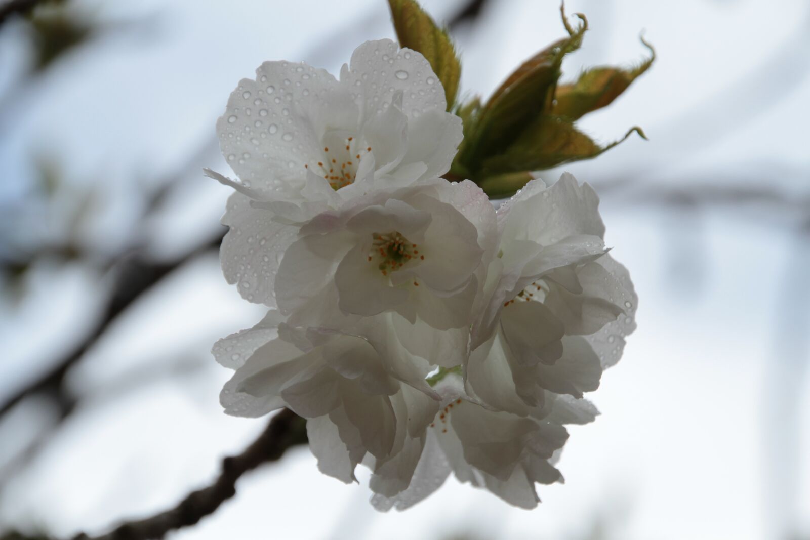 Canon EOS 7D sample photo. Flower, nature, white photography