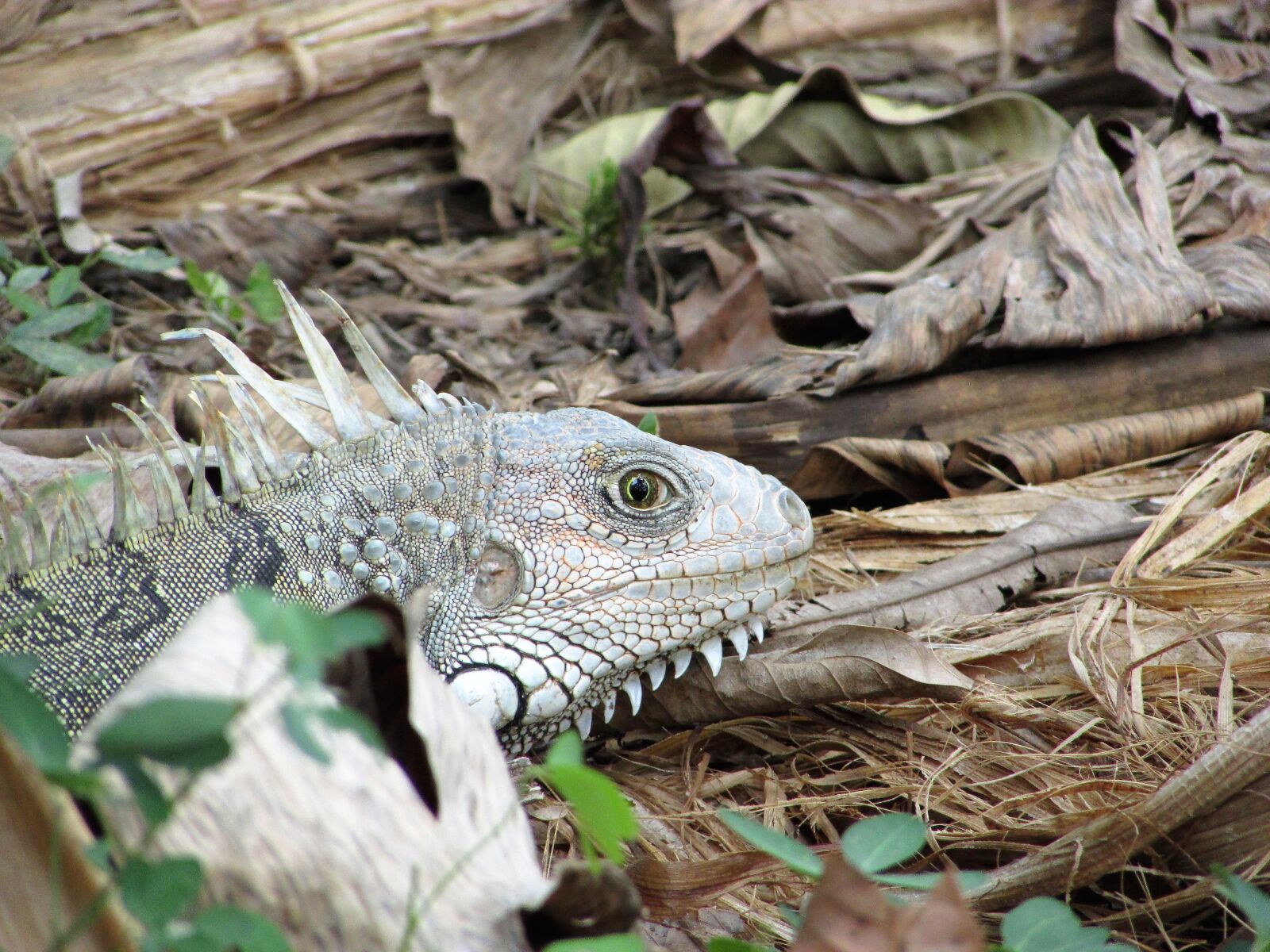 Canon PowerShot SX400 IS sample photo. Animal, animals, wild photography