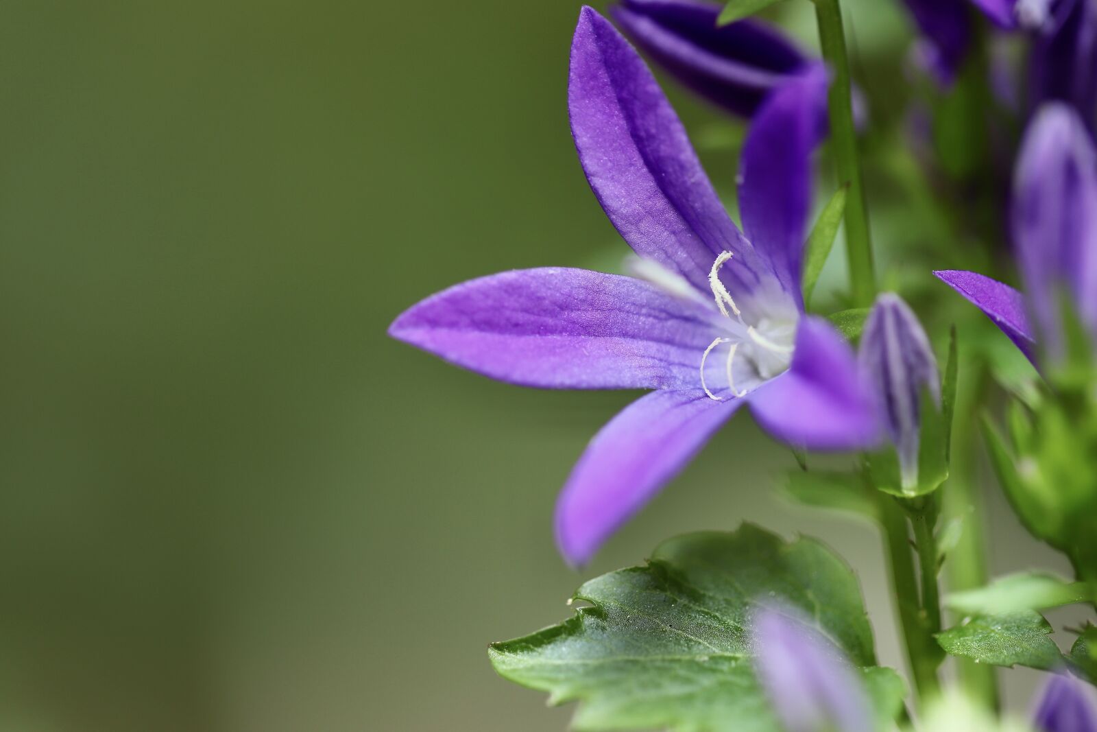 Canon EOS 800D (EOS Rebel T7i / EOS Kiss X9i) sample photo. Bellflower, blossom, bloom photography