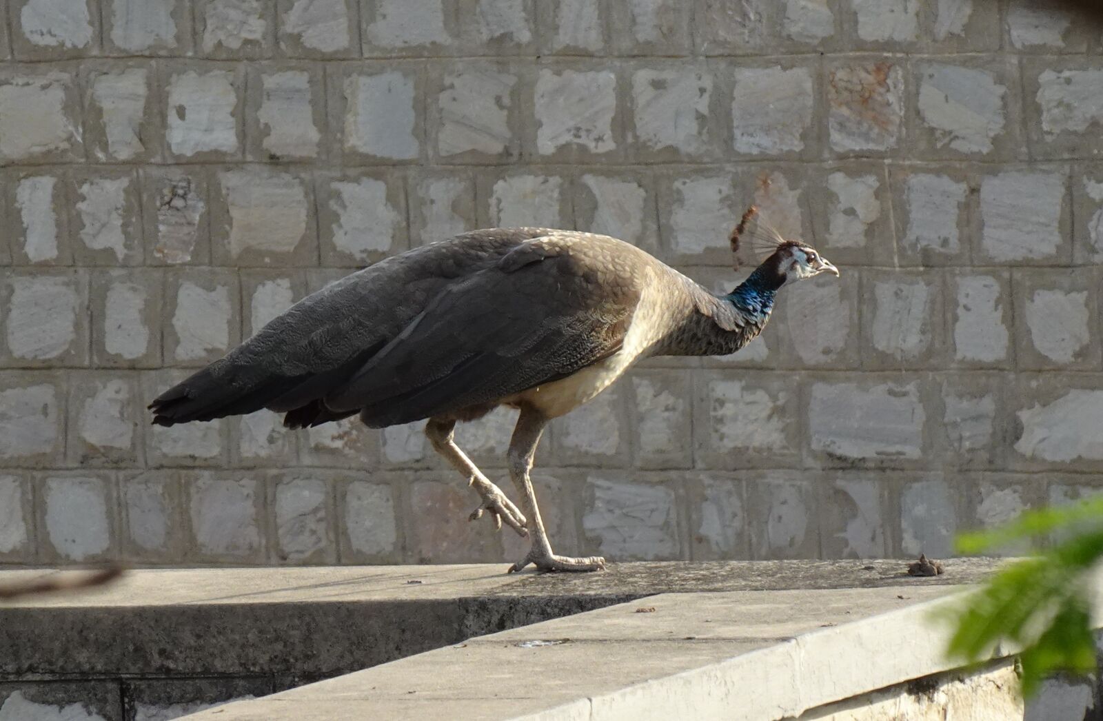 Sony DSC-WX800 sample photo. Bird, peahen, peafowl photography