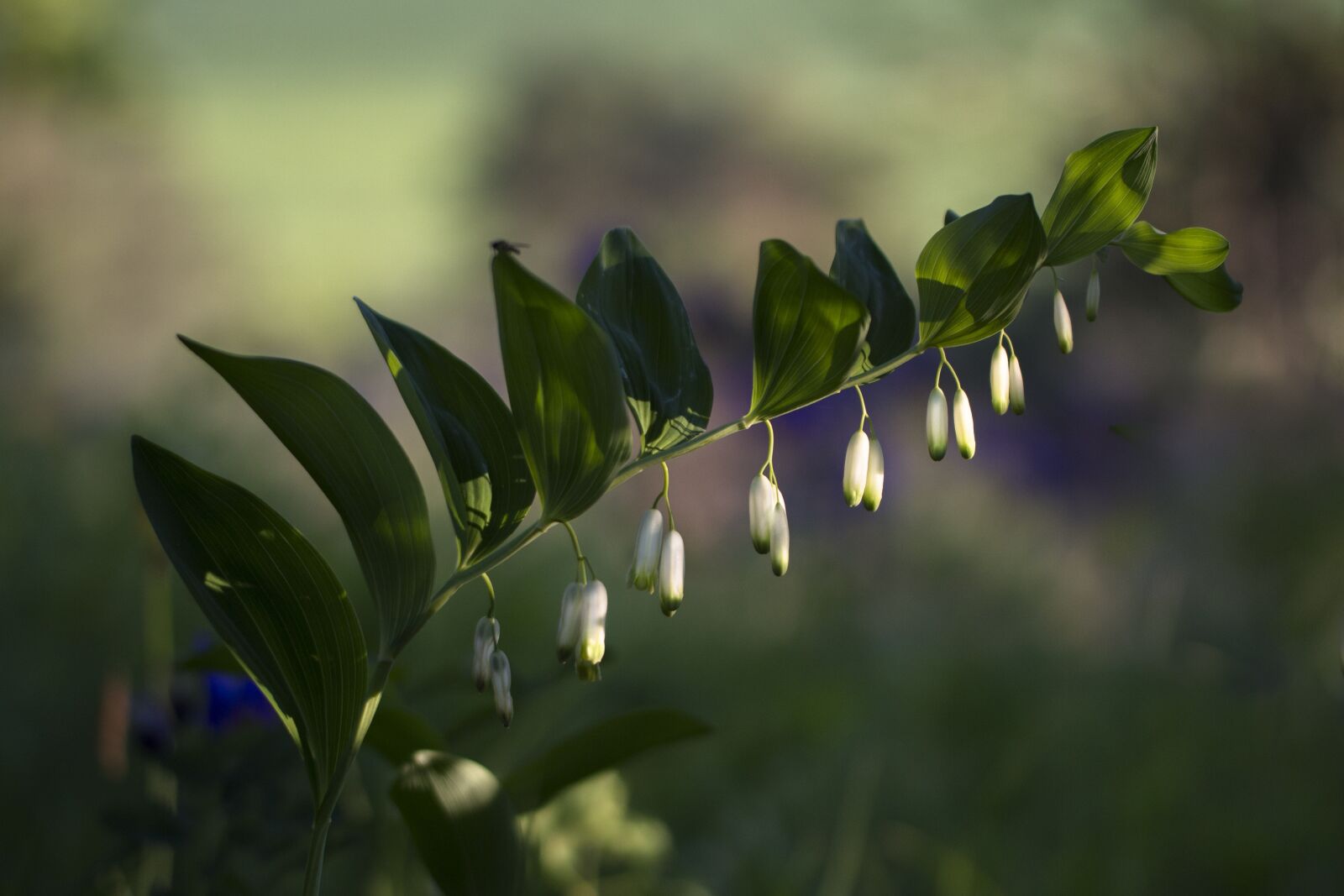Tamron SP AF 60mm F2 Di II LD IF Macro sample photo. Solomon's seal, olygonatum odoratum photography