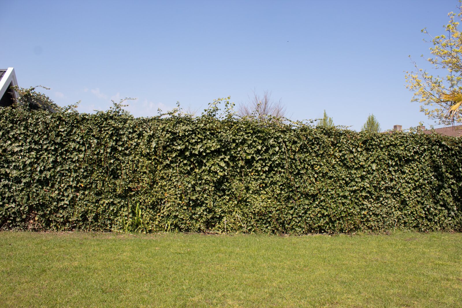 Canon EOS 4000D (EOS Rebel T100 / EOS 3000D) sample photo. Nature, background, green photography