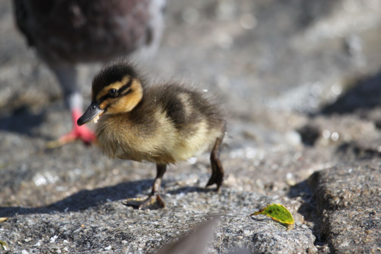 Canon EOS 500D (EOS Rebel T1i / EOS Kiss X3) sample photo. Duck, young, cute photography