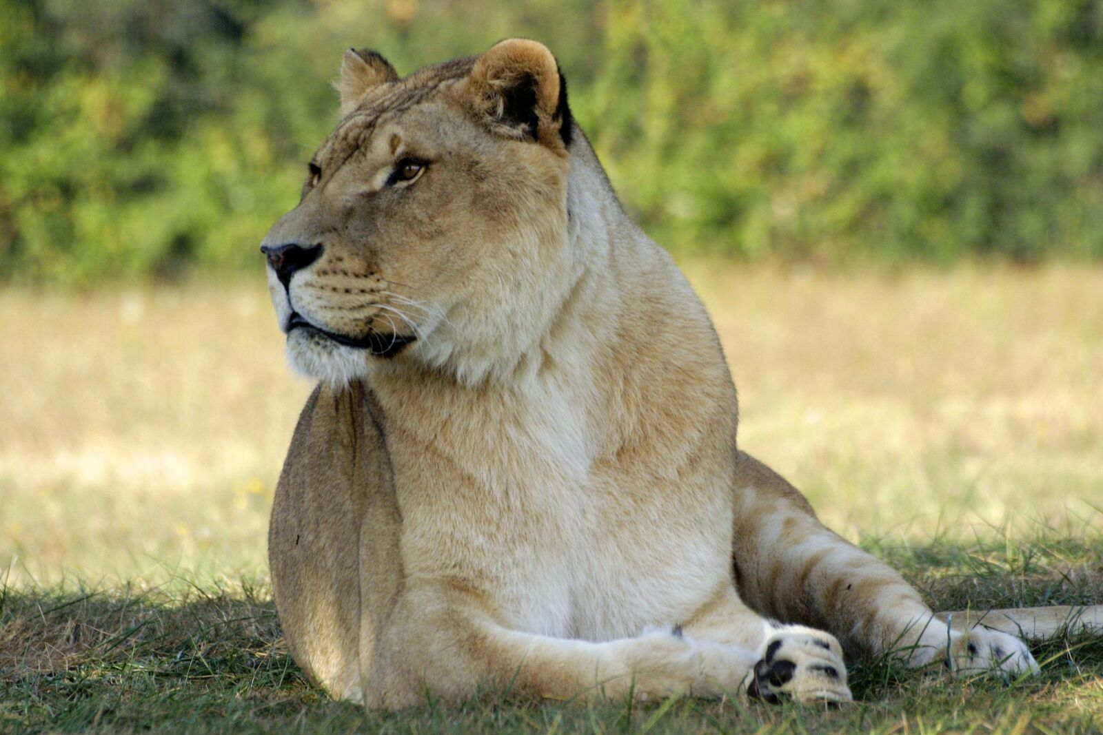 Canon EOS 300D (EOS Digital Rebel / EOS Kiss Digital) sample photo. Fauna, mammal, lion photography