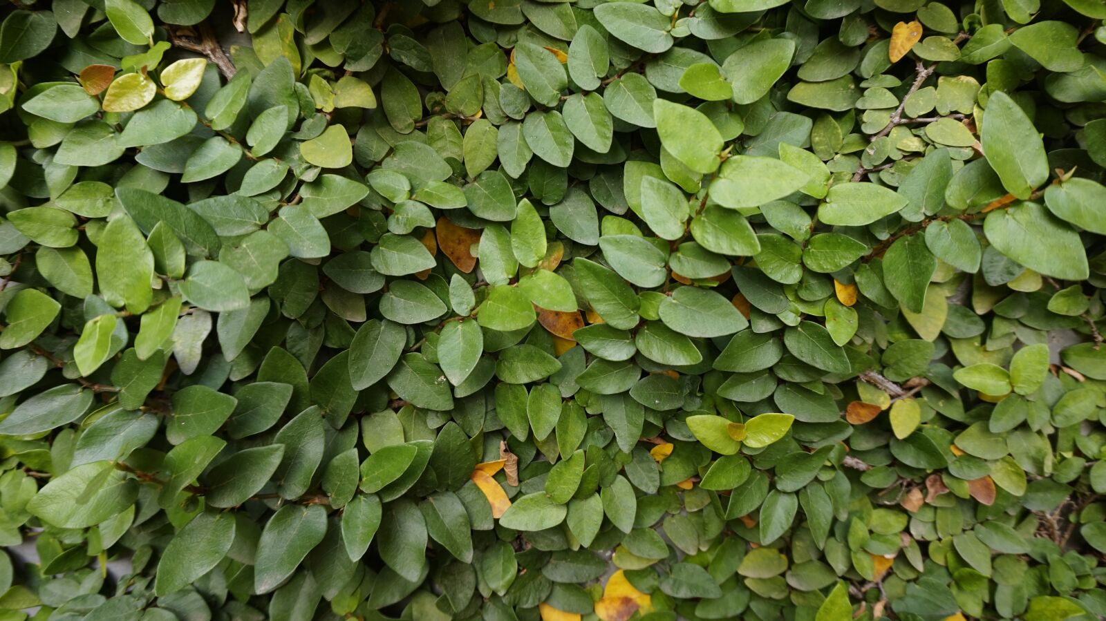 Sony Alpha a5000 (ILCE 5000) sample photo. Plant, leaf, creeper photography