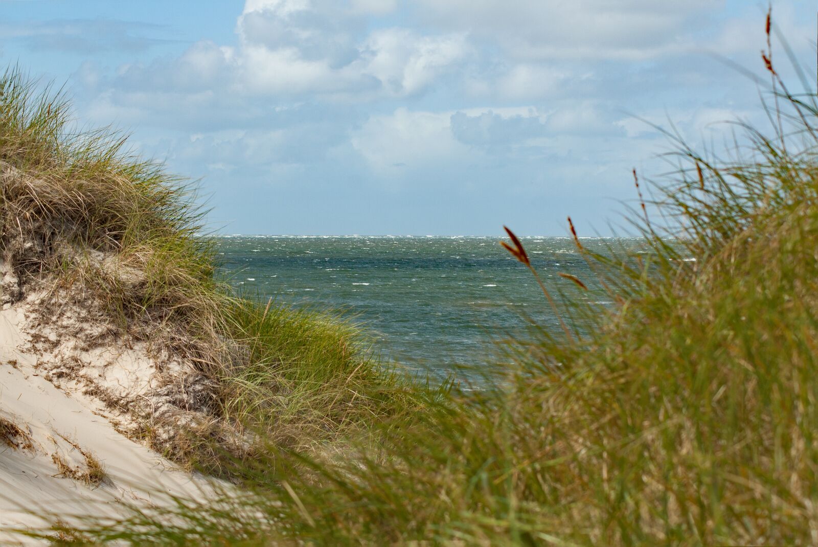 Canon EOS 450D (EOS Rebel XSi / EOS Kiss X2) sample photo. Dune, sea, north sea photography