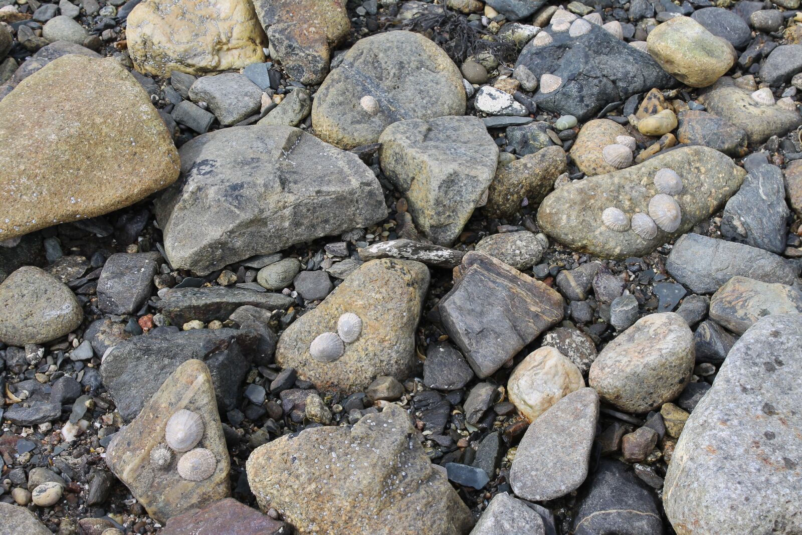 Canon EOS 1100D (EOS Rebel T3 / EOS Kiss X50) sample photo. Rocks, sea shells, seashore photography