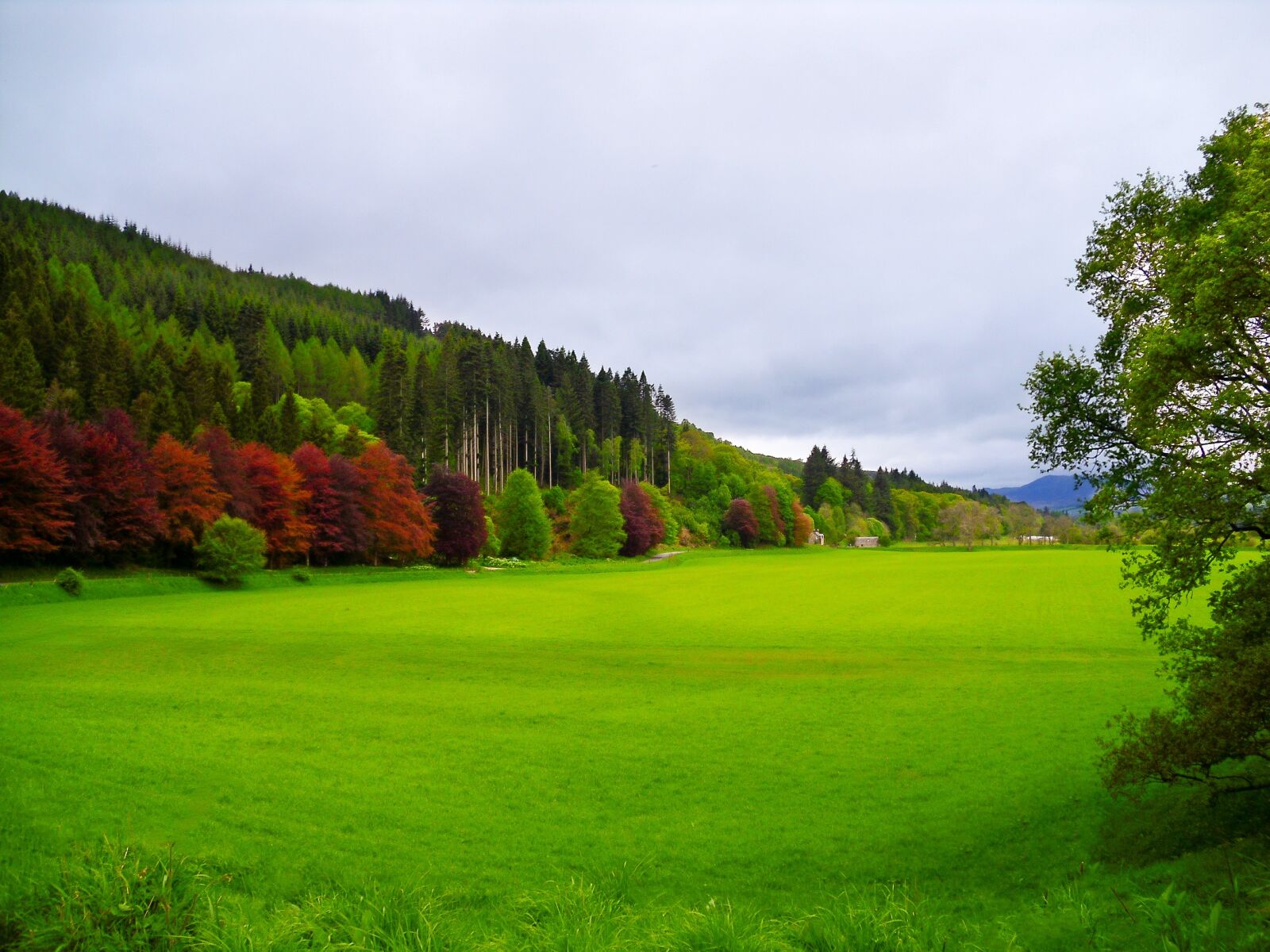 Rollei RCP CL200 sample photo. Farm field dunkeld scotland photography
